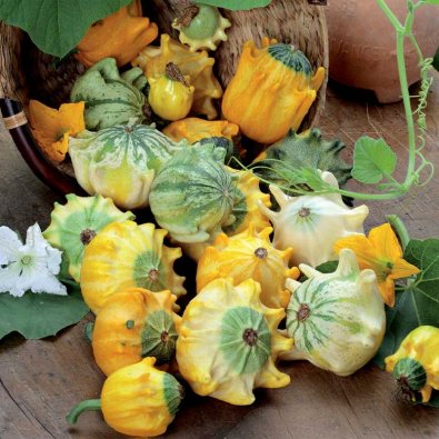 Koristekurpitsa 'Crowns of Thorn'