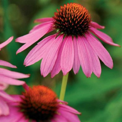 Röd rudbeckia Starlight