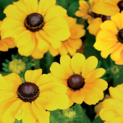 Kesäauringonhattu 'Toto Gold'