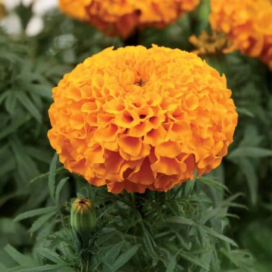 Isosamettikukka 'Taishan oranssi'