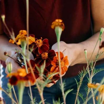 Linnén samettikukka 'Burning Embers'