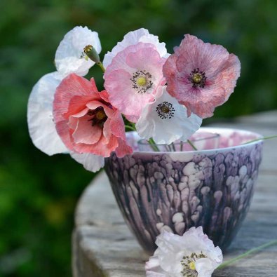 Pelto-unikko 'Mother of Pearl'