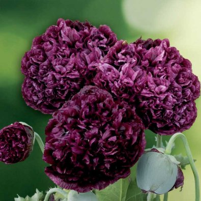 Pionivalmio 'Black Peony'