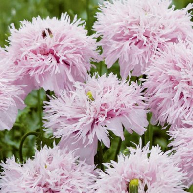 Höyhenunikko 'Lilac Pompom'