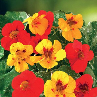 Köynnöskrassi 'Out of Africa'