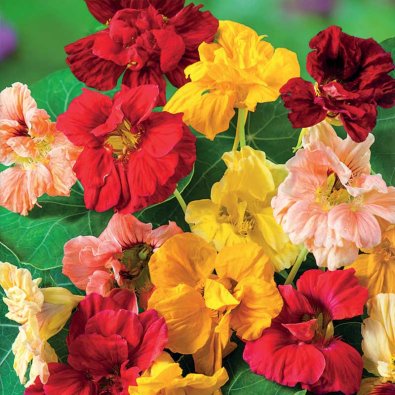 Köynnöskrassi 'Glorius Gleam'