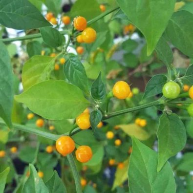 Chili 'Aji Charapita Yellow'