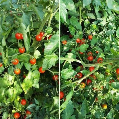 Tomaatti 'Galapagos'