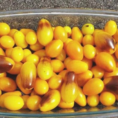 Tomaatti 'Indigo Pear Drops'