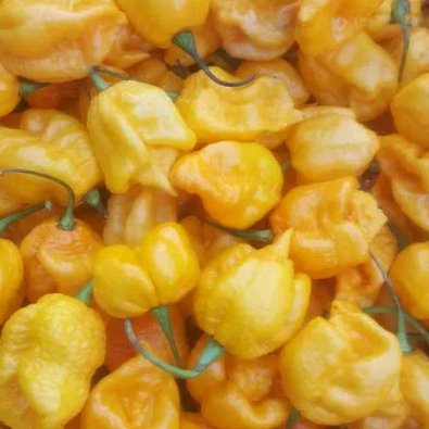 Chili 'Carolina Reaper Yellow'