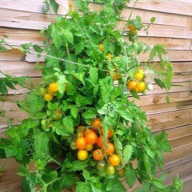 Tomaatti 'Ciliegia Gialla'