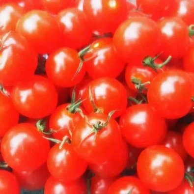 Tomaatti 'Mexican Honey'