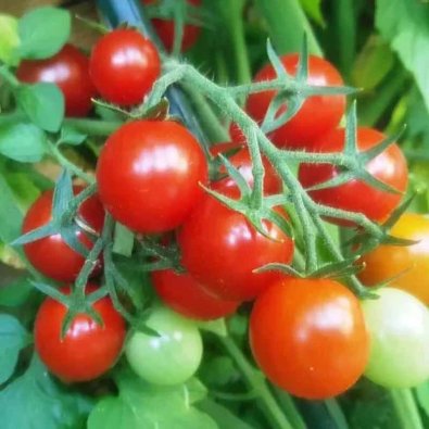 Tomaatti 'Red marble'