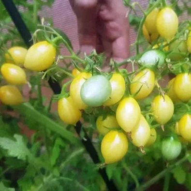 Tomaatti 'Barry's Crazy Cherry'