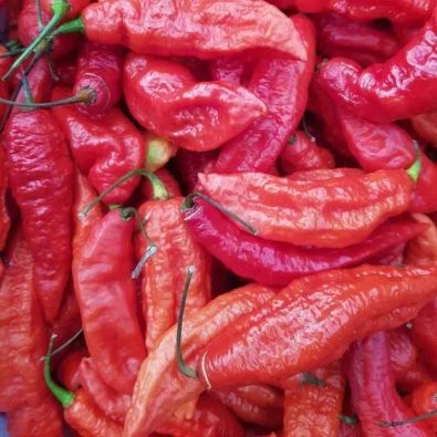 Chili 'Naga Jolokia'