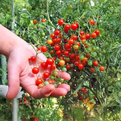 Tomaatti 'Currant Sweet Pea'