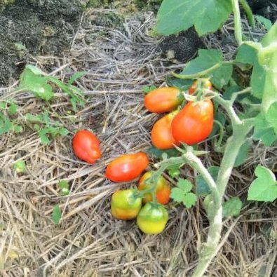 Tomaatti 'Roma Excellent'