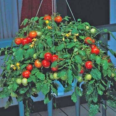 Tomaatti 'Tumbler Sweet'