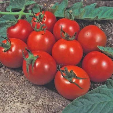 Tomaatti 'Alicante'