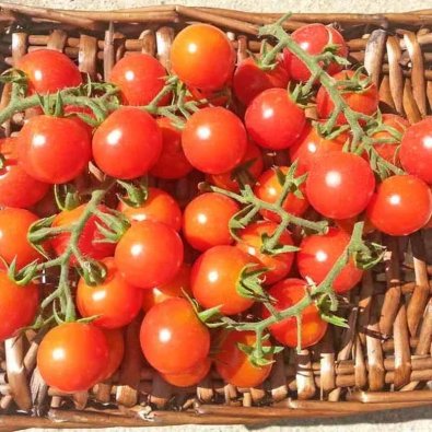 Tomaatti 'Ciliegia Incan'