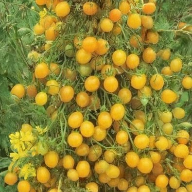 Tomaatti 'Tondino Giallo'