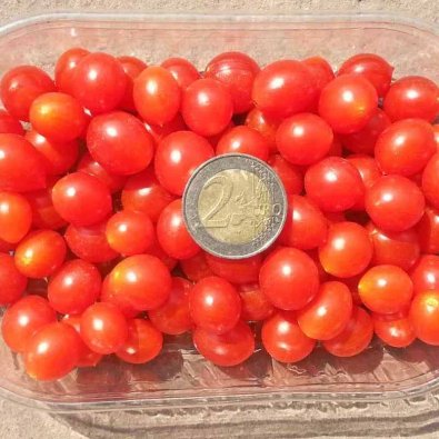 Tomaatti 'Currant'