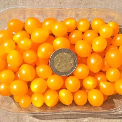 Tomato vinbärstomat