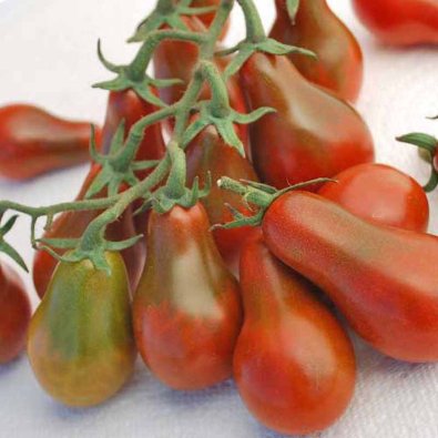 Tomaatti 'Chocolate Pear'