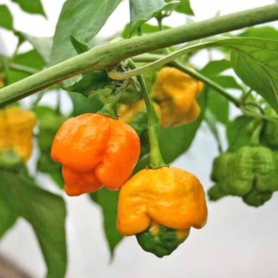 Chili '7 Pod Yellow'