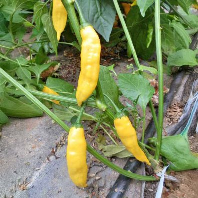 Chili 'Aji Pineapple'