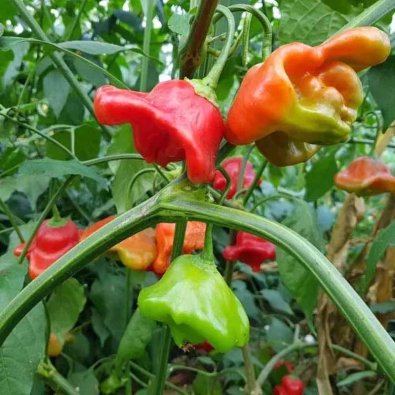 B ärpeppar 'Nepalese Bell'