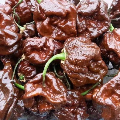 Chili 'Trinidad Scorpion Chocolate'