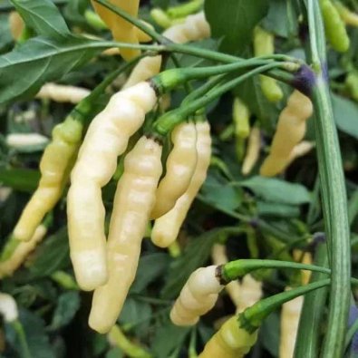 Chili 'Aribibi Gusano'