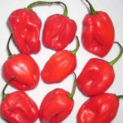 Chili 'Habanero Madame Jeanette Red'
