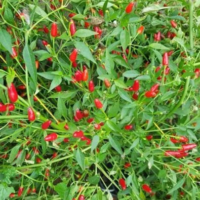 Chili 'African Birdseye Chili'