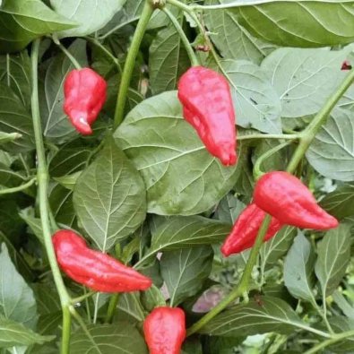 Chili 'Naga Morich Spain Strain'