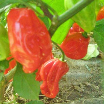 Chili 'Harold St. Barts Red'