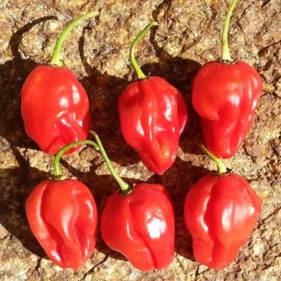 Chili 'Habanero MauruSauru'