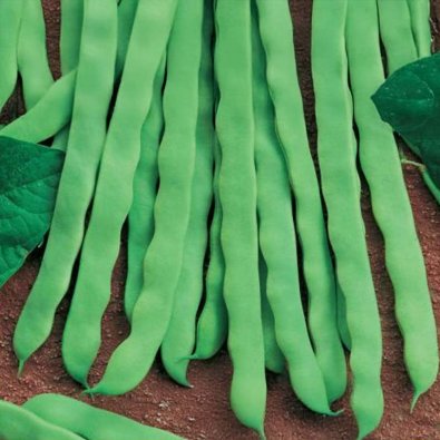 Taittopapu 'Algarve'