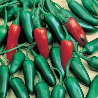 Chili 'Jalapeno M'