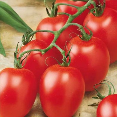 Tomato 'Ravello' F1
