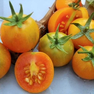 Tomaatti 'Ponderosa'