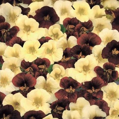 Koristekrassi 'Night & Day'