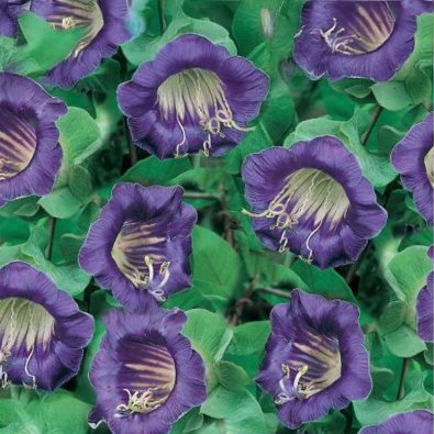 Kelloköynnös 'Viola'