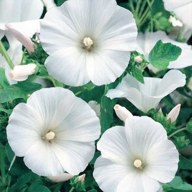 Malva 'Mont Blanc'