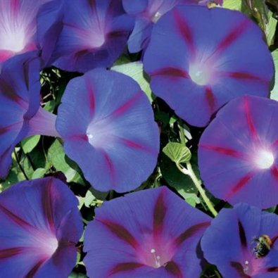 Aamukukka 'Magic Morning'