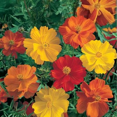 Kosmoskukka 'Sonata Gold'