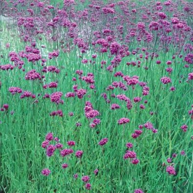 Verbena 'Grace'