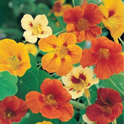 Koristekrassi 'Juvel'