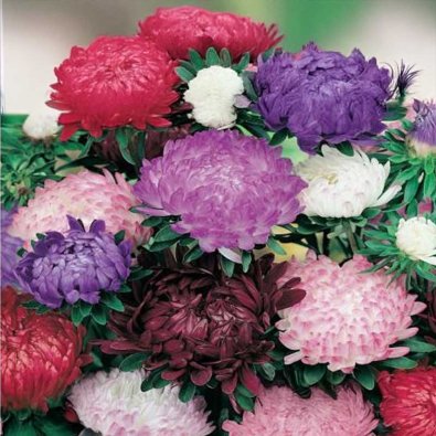 Pioniasteri 'Pink Cascade'